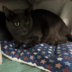 Shelter Stray Male Cat last seen , 361 S Raymond Ave, Pasadena, CA 91105, USA