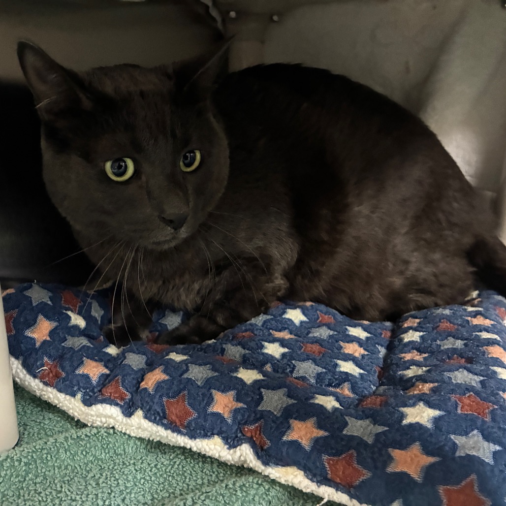 Shelter Stray Male Cat last seen , 361 S Raymond Ave, Pasadena, CA 91105, USA