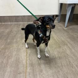 Shelter Stray Female Dog last seen , 361 S Raymond Ave, Pasadena, CA 91105, USA