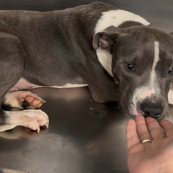Shelter Stray Male Dog last seen , Animal Care & Control Team of Philly, 111 W Hunting Park Ave, Philadelphia, PA 19140, USA