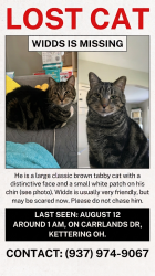 Lost Male Cat last seen Carrlands and Delaine, Kettering, OH 45429
