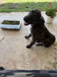 Found/Stray Female Dog last seen N Easy st, Jonesboro, AR 72401
