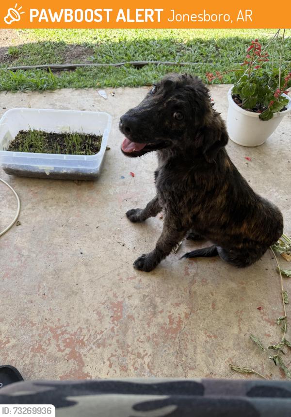 Found/Stray Female Dog last seen N Easy st, Jonesboro, AR 72401