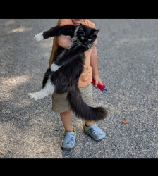 Lost Female Cat last seen Gable Hill Road, Wrightsville, PA 17368