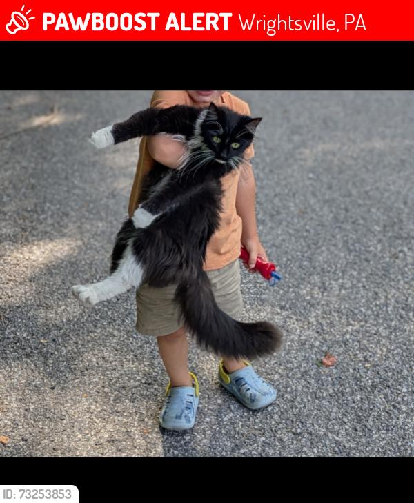 Lost Female Cat last seen Gable Hill Road, Wrightsville, PA 17368