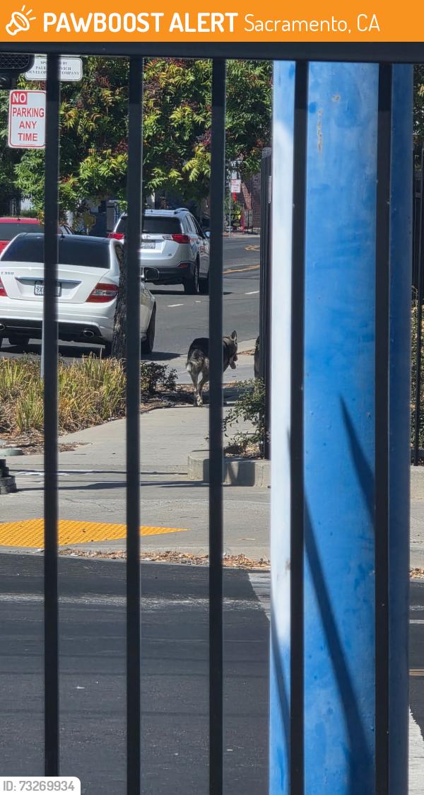Found/Stray Unknown Dog last seen Lexington, Sacramento, CA 95815