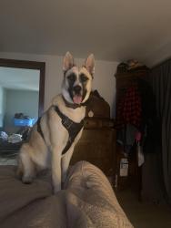 Reunited Female Dog last seen Highway 40 and 140th, Ocala, FL 34481