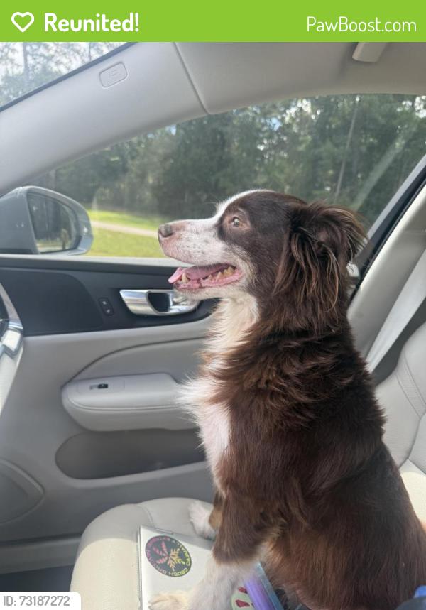 Reunited Male Dog last seen Near & Willis Waukegan, Montgomery County, TX 77303