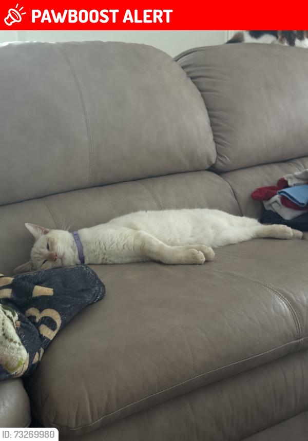Lost Male Cat last seen Wymore and Spring Lake Hills, Altamonte Springs, FL 32714
