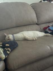 Lost Male Cat last seen Wymore and Spring Lake Hills, Altamonte Springs, FL 32714