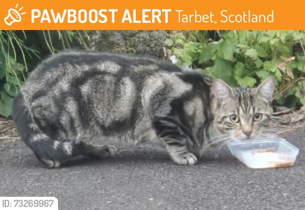 Found/Stray Unknown Cat last seen Tarbet Pier, Tarbet, Scotland 