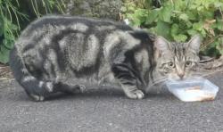 Found/Stray Unknown Cat last seen Tarbet Pier, Tarbet, Scotland 