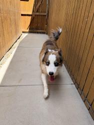 Found/Stray Unknown Dog last seen 84th and Washington, Denver, CO 80229