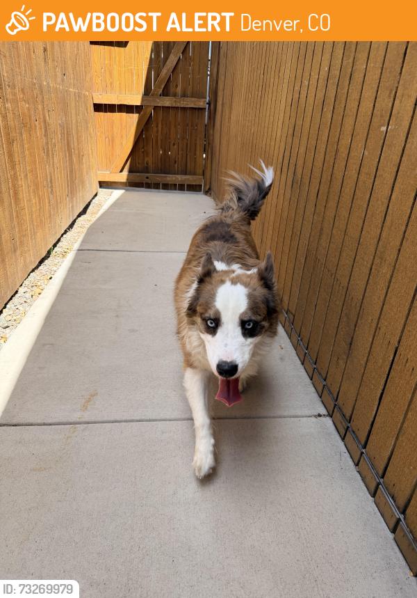 Found/Stray Unknown Dog last seen 84th and Washington, Denver, CO 80229