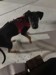 Lost Female Dog last seen Jeanette Verdusco’s hse number 214, Palm Springs, CA 92262