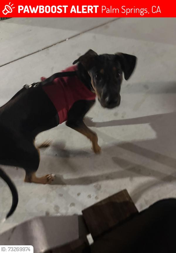 Lost Female Dog last seen Jeanette Verdusco’s hse number 214, Palm Springs, CA 92262