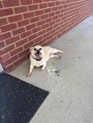 Found/Stray Male Dog last seen Near Riverbend church of christ entrance., Dalton, GA 30721