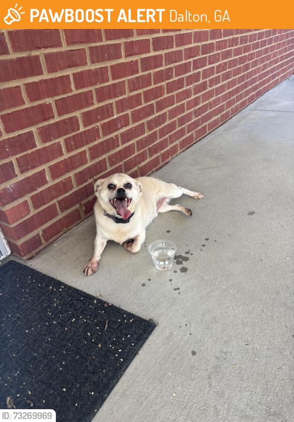 Found/Stray Male Dog last seen Near Riverbend church of christ entrance., Dalton, GA 30721