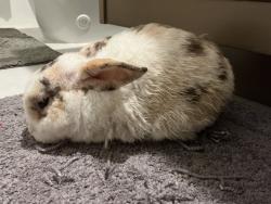 Found/Stray Unknown Rabbit last seen Near NE Fifth Ave Boca Raton, FL 33432 United States, Boca Raton, FL 33432