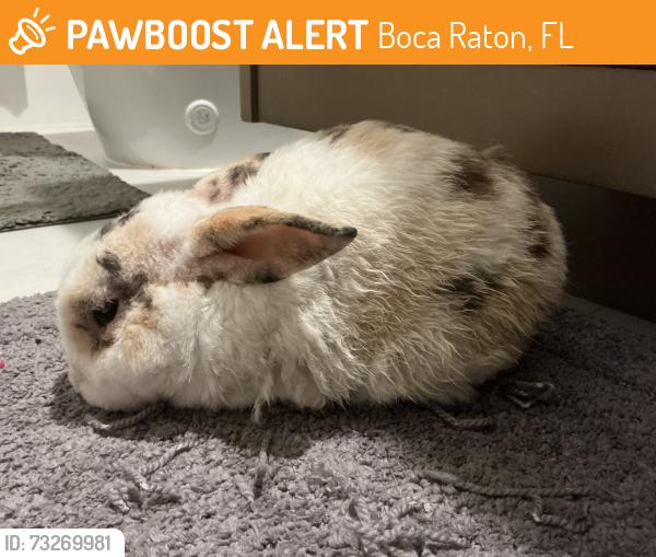 Found/Stray Unknown Rabbit last seen Near NE Fifth Ave Boca Raton, FL 33432 United States, Boca Raton, FL 33432