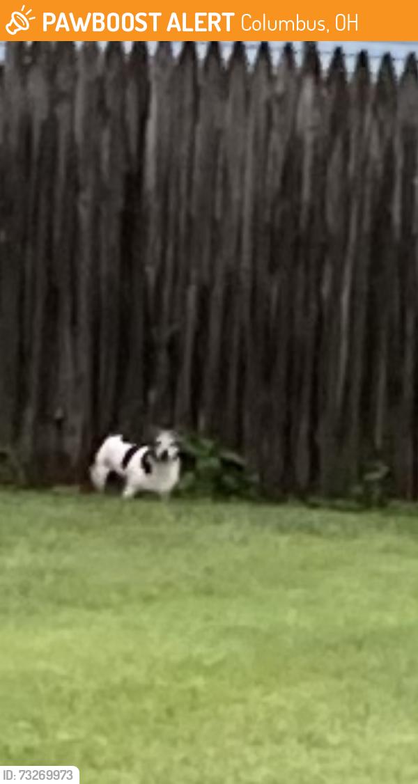 Found/Stray Unknown Dog last seen Memorial Baptist Church 2435 Eakin Rd Columbus Ohio 43204, Columbus, OH 43204