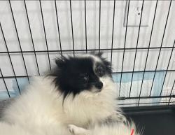 Reunited Male Dog last seen Pine Bush Dr, Houston, TX 77070