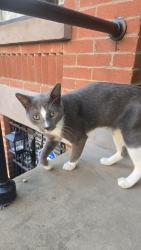 Found/Stray Male Cat last seen Monticello Avenue and Bramhal Ave, Jersey City, NJ 07304