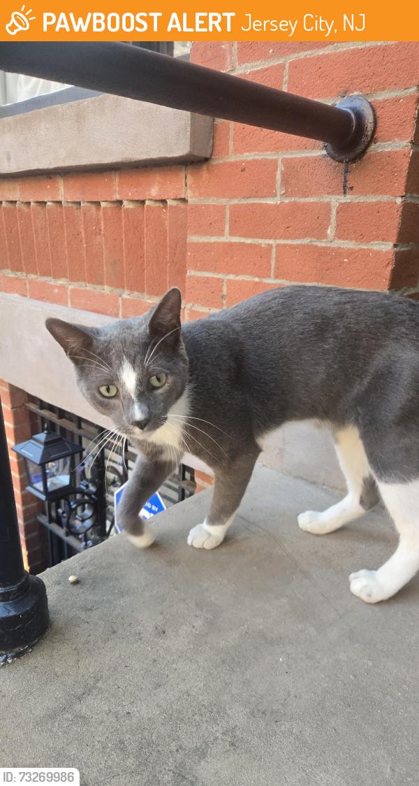 Found/Stray Male Cat last seen Monticello Avenue and Bramhal Ave, Jersey City, NJ 07304