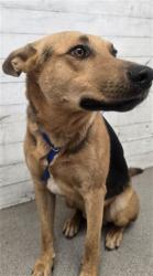 Shelter Stray Male Dog last seen TAYLOR X BALSOM, 333 Chandler Pl, San Bernardino, CA 92408, USA