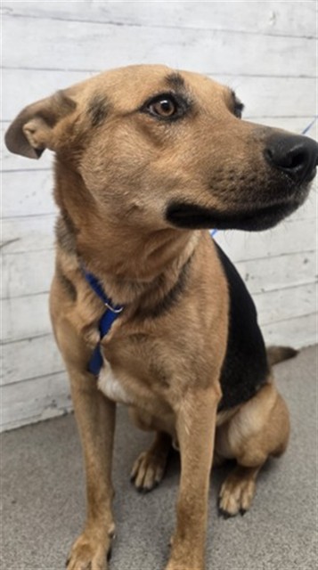 Shelter Stray Male Dog last seen TAYLOR X BALSOM, 333 Chandler Pl, San Bernardino, CA 92408, USA