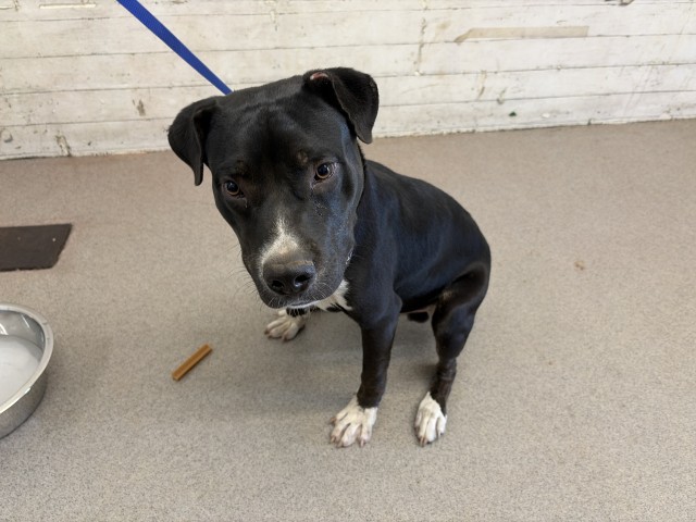 Shelter Stray Male Dog last seen E ST X ORANGE SHOW RD, 333 Chandler Pl, San Bernardino, CA 92408, USA