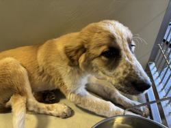 Shelter Stray Female Dog last seen Near COTTONWOOD RD, BAKERSFIELD CA 93307, 3951 Fruitvale Ave, Bakersfield, CA 93308, USA