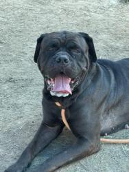 Shelter Stray Female Dog last seen Near BLK ACCOMACK DR, 3528 Newburg Rd, Louisville, KY 40218, USA