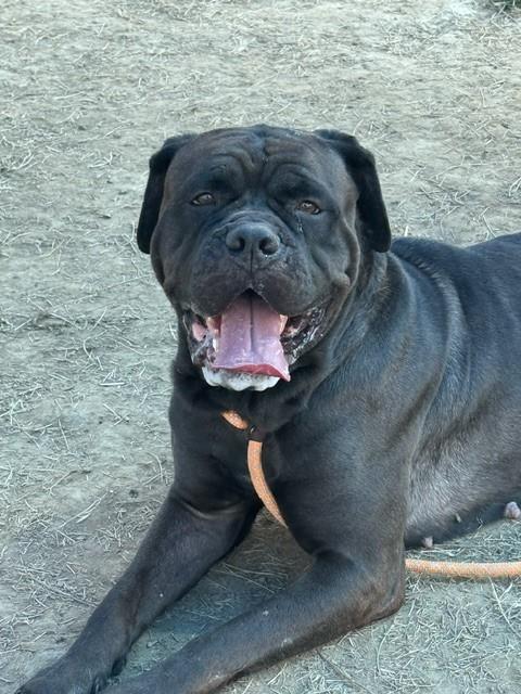 Shelter Stray Female Dog last seen Near BLK ACCOMACK DR, 3528 Newburg Rd, Louisville, KY 40218, USA