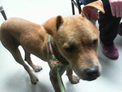 Shelter Stray Female Dog last seen CHARLOTTE, 8315 Byrum Dr, Charlotte, NC 28217, USA