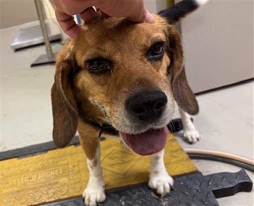 Shelter Stray Female Dog last seen , 232 Eslinger Way, Sanford, FL 32773, USA