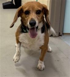Shelter Stray Female Dog last seen , 232 Eslinger Way, Sanford, FL 32773, USA