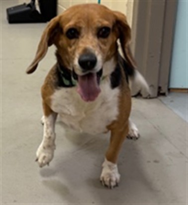 Shelter Stray Female Dog last seen , 232 Eslinger Way, Sanford, FL 32773, USA