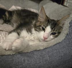 Shelter Stray Male Cat last seen FRONT ST & U ST, 2127 Front St, Sacramento, CA 95818, USA