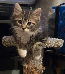Shelter Stray Female Cat last seen FRONT ST & U ST, 2127 Front St, Sacramento, CA 95818, USA