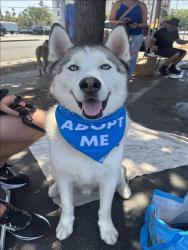 Shelter Stray Male Dog last seen , West Valley Animal Shelter, 20655 Plummer St, Chatsworth, CA 91311, USA