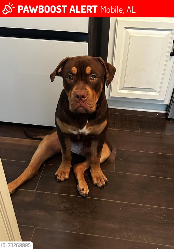 Lost Male Dog last seen Airport blvd, Mobile, AL 36608