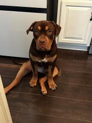Lost Male Dog last seen Airport blvd, Mobile, AL 36608