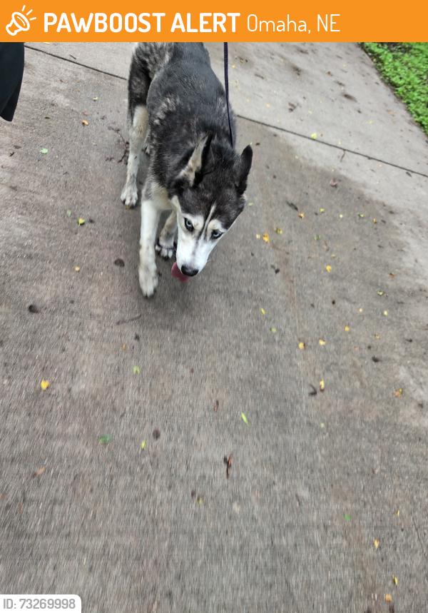 Found/Stray Unknown Dog last seen South 33rd Street, Omaha, NE 68105