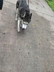 Found/Stray Unknown Dog last seen South 33rd Street, Omaha, NE 68105
