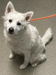 Shelter Stray Female Dog last seen W CHEYENNE AVE & N BUFFALO DR, 655 N Mojave Rd, Las Vegas, NV 89101, USA
