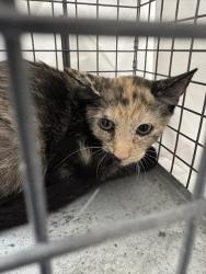 Shelter Stray Female Cat last seen Near BLOCK BURMA RD, NORTH LAS VEGAS NV 89032, 655 N Mojave Rd, Las Vegas, NV 89101, USA