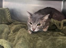 Shelter Stray Male Cat last seen , 14409 Vanowen St, Van Nuys, CA 91405, USA