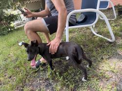 Reunited Female Dog last seen Brinell and mercy, Orlando, FL 32808