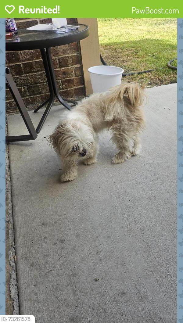 Reunited Female Dog last seen Yupon And lemon, Arlington, TX 76018